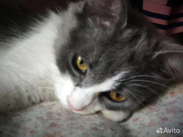 Кошка Дымка. Бесплатно в хорошие руки