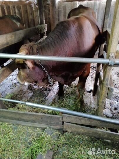 Бычки и быки