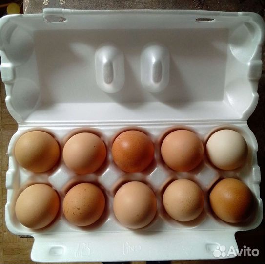 Домашние куриные яйца