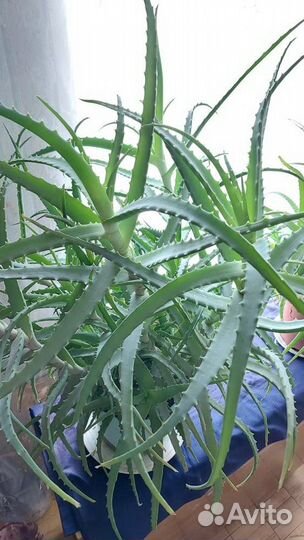 Комнатные растения алоэ