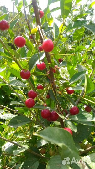 Вишня Ашинская