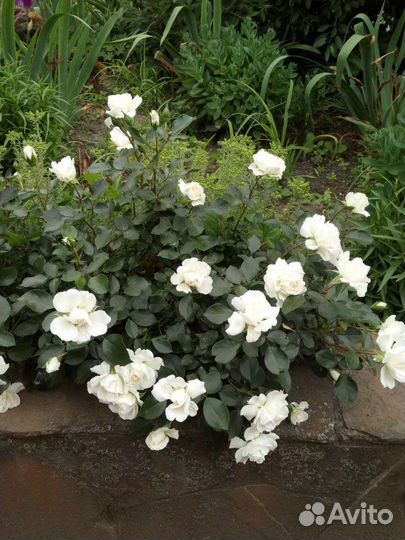 Роза почвопокровная