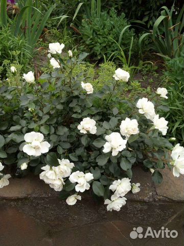 Роза почвопокровная