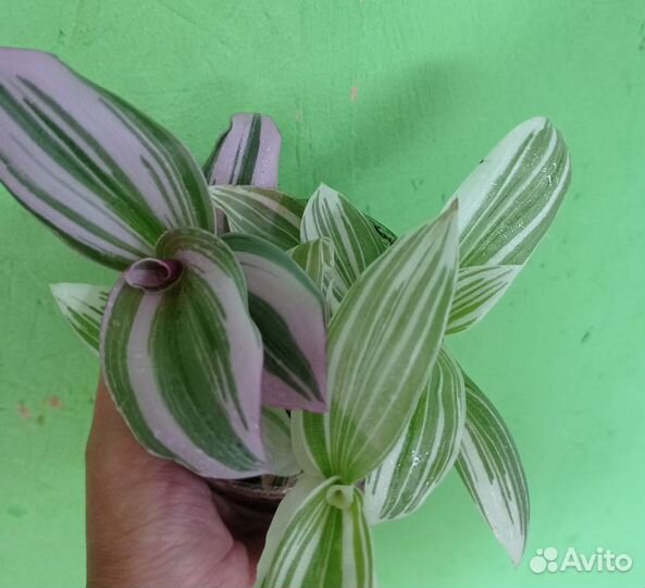 Традесканция, каллизия 35+ сортов и другие цветы