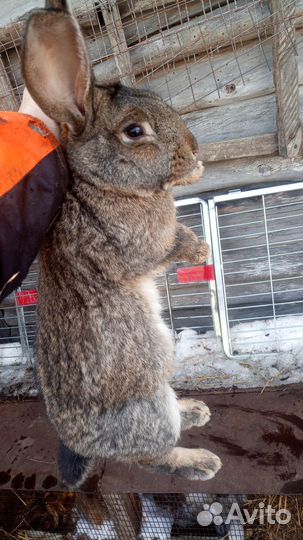 Кролики мясных пород