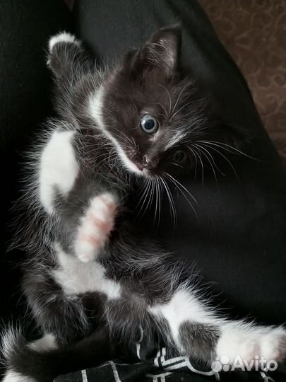 Котенок девочка