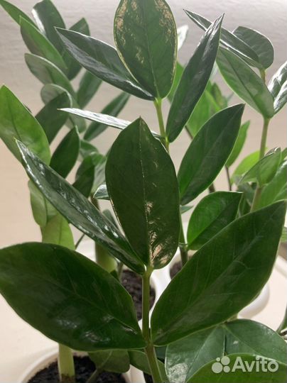 Замиокулькас Подарок к празднику