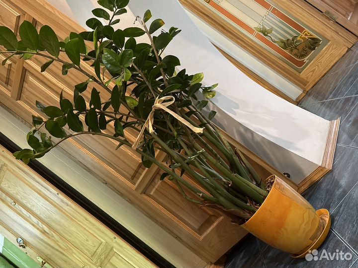 Замиокулькас долларовое дерево