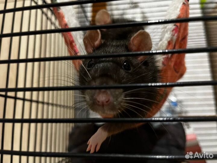 Крыса с клеткой
