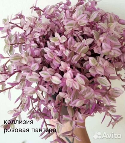 Коллизия розовая пантера