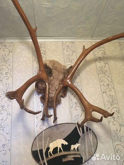 Продам рога оленя