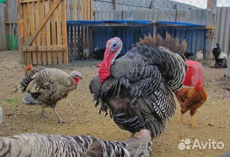 Индюки и куры