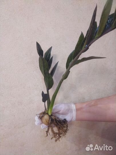 Черный замиокулькас (Zamioculcas Blaсk Raven)