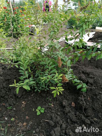 Спирея дуглас