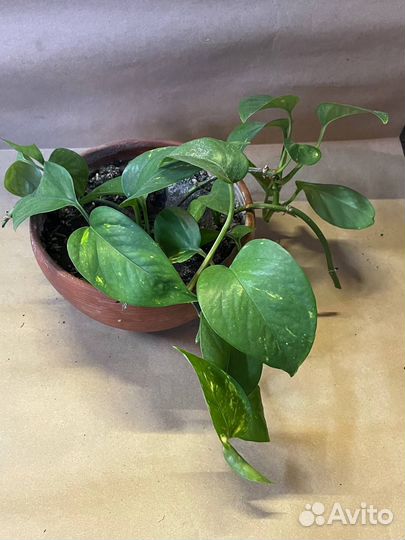 Сциндапсус