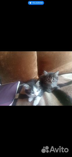 Котятки в добрые руки
