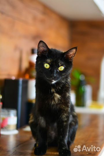 Кошечка Жизелла