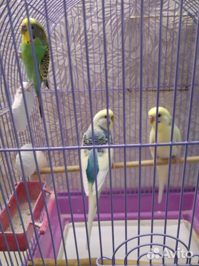 Волнистый попугай