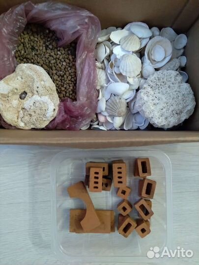 Морские ракушки для аквариума