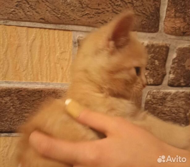 Кошка в дар бесплатно