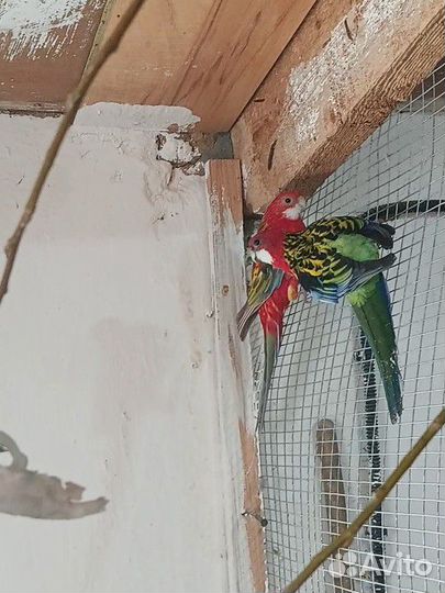 Розелла пара сформированная , попугай розелла