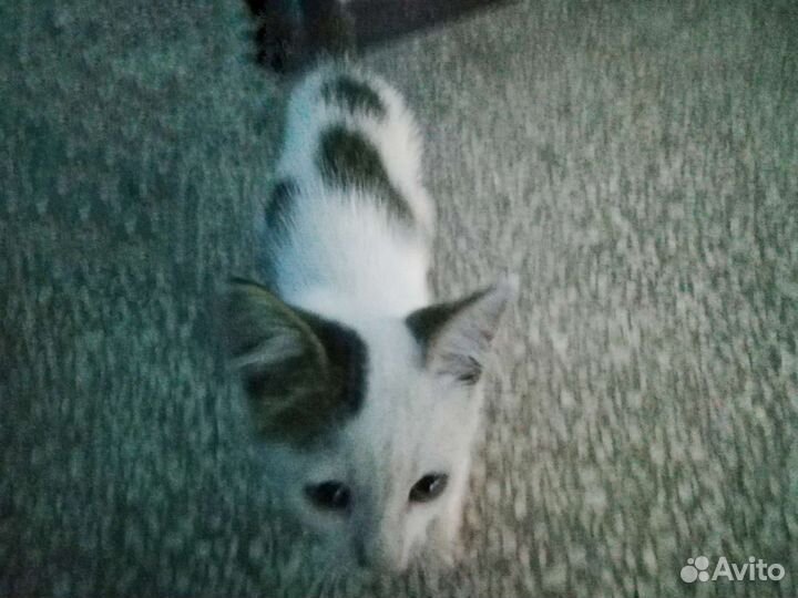 Отдам котёнка (мальчик)