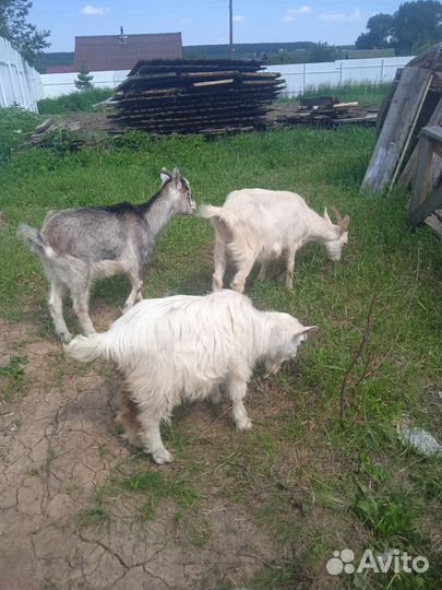 Козлик и козочки