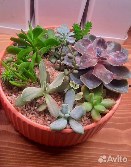 Садик суккулентов