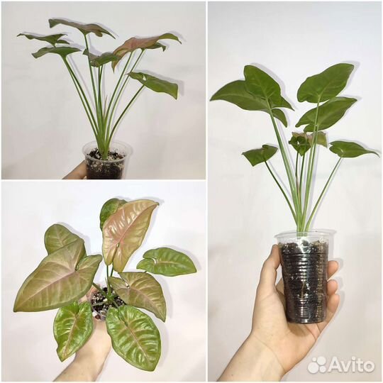 Декоративно-лиственные растения