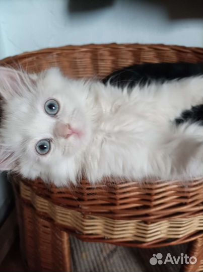 Котята турецкой ангоры