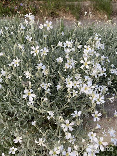 Ясколка ростки