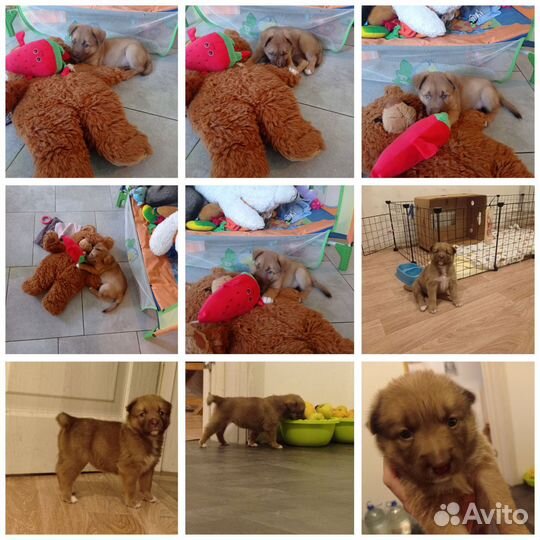 Отдам в добрые руки щенка