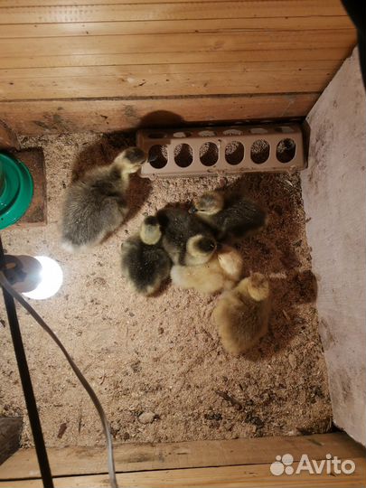 Семья Тулузских гусей