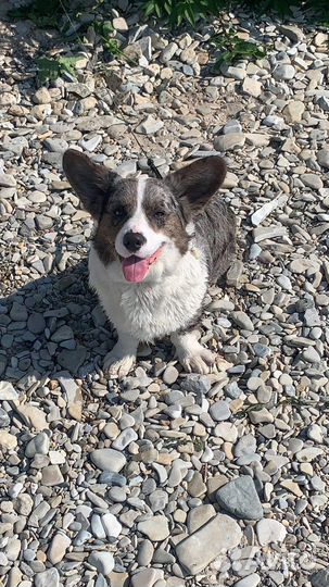 Вязка корги кардиган блю мерль