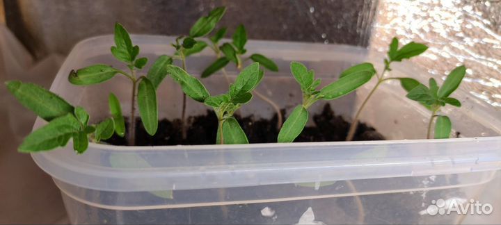 Рассада помидор интуиция, буденовка