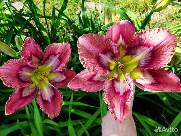 Продаю лилейник neptune’S daughter и др