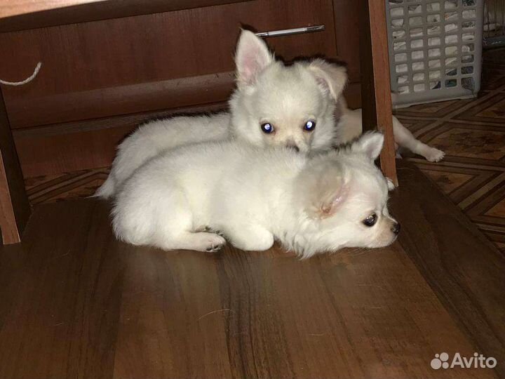 Щенки чихуахуа