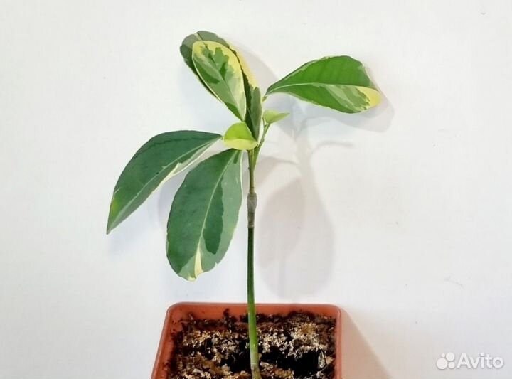 Каламондин Вариегатный