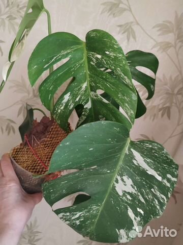 Монстера альба вариегатная