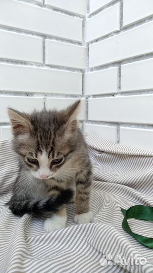 Котенок мальчик ищет дом