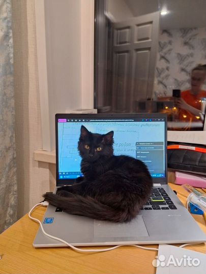 Красивые котик и кошечка ищут дома