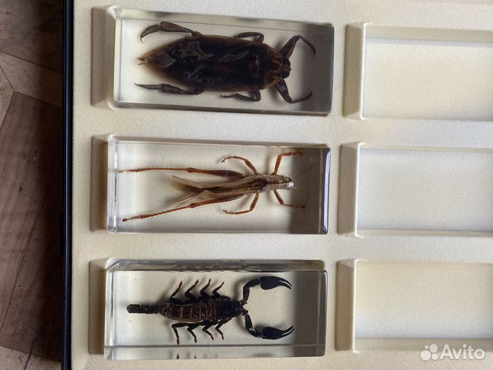 Насекомые в стекле