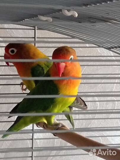 Пара неразлучников фишера