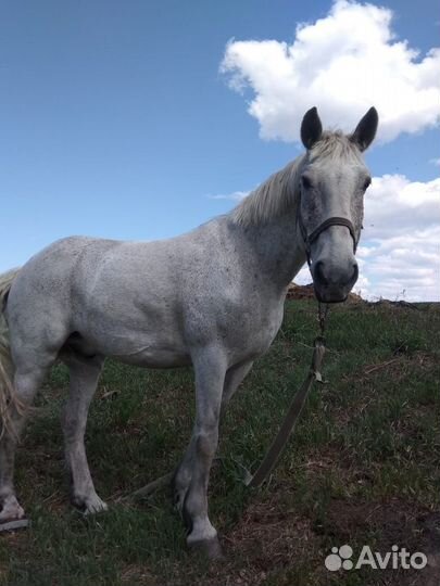 Продам мерина