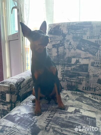 Цвергпинчер