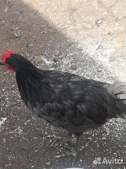 Сильверруд