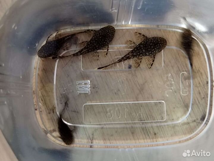 Сомики анциструсы