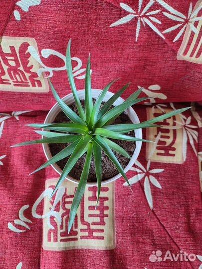 Детки декоративного ананаса