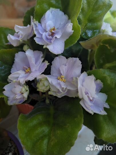 Комнатные растения