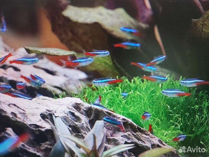 Аквариумные рыбки неоны голубые красные черные